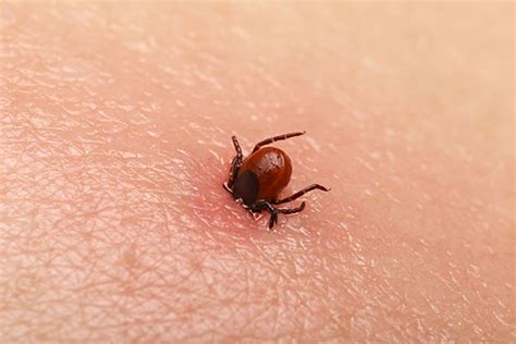 Different Types Of Ticks Terminix