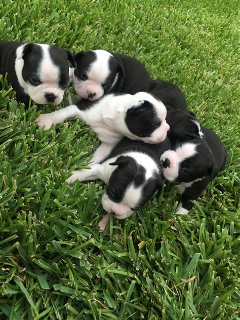 Boston terrier puppies can be trained quickly if the trainer makes sure to assert themselves as the leader of the pack. Boston Terrier Puppies For Sale | Katy, TX #224134