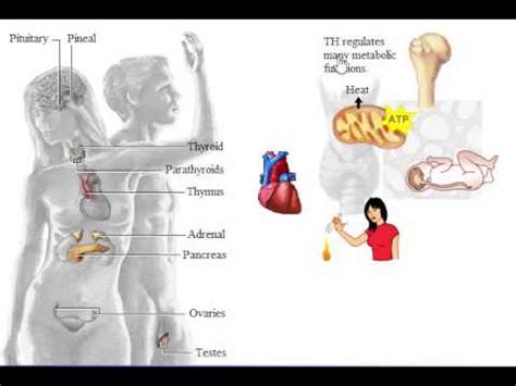 System Endocrine: Endocrine Glands In Tissues - YouTube