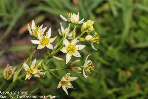Plant Of The Month Star Lily
