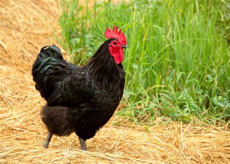 The Best Chicken Breeds In The Philippines