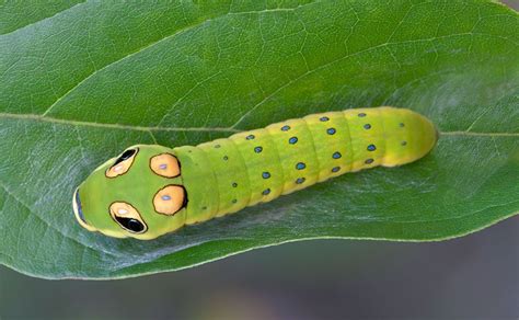 Spicebush Swallowtail Caterpillar  Insect eyes, Healthcare art