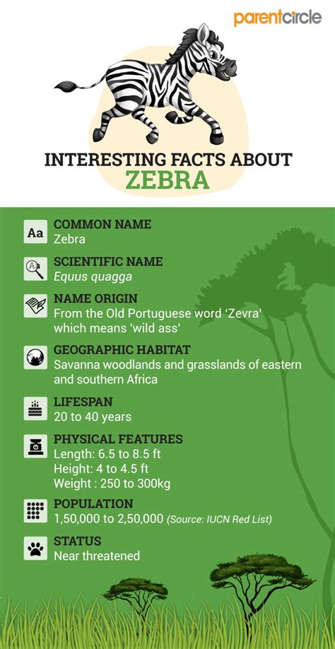 Facts About Zebras For Kids | Fun facts, Facts, Facts for kids