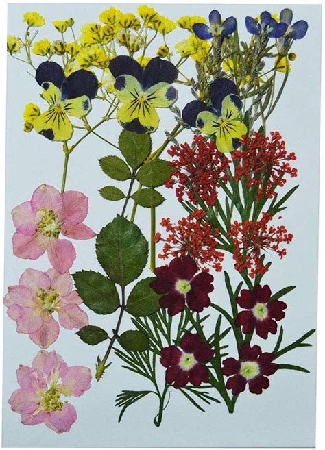 We did not find results for: AmazonSmile: Uokwiwi Real Dried Pressed Flowers Assorted ...
