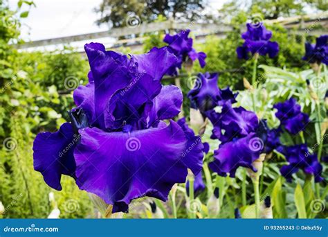 Dark Blue Iris Flower Stock Image Image Of Iris Head 93265243
