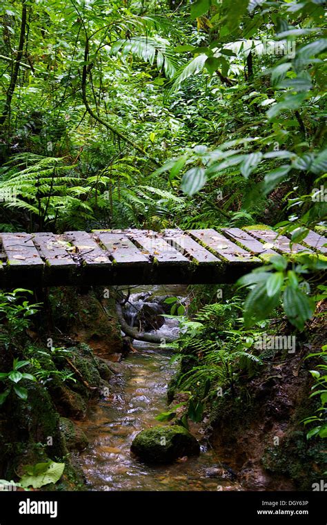 Wooden Bridge Covered With Moss And Leaves One Of The Trails At The