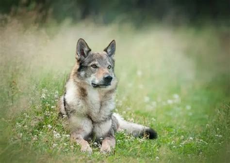 German Shepherd Wolf Mix Facts Origin Behavior And Training