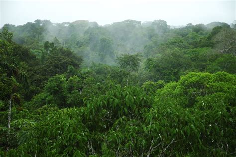 The amazon rainforest the amazon is part of many places. These Little-known Amazon Rainforest Facts Will Surely ...