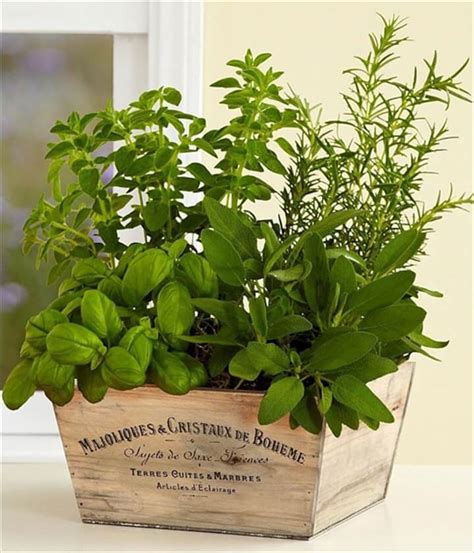 Herb Gardens To Practice Your Green Thumb With Diy To Make