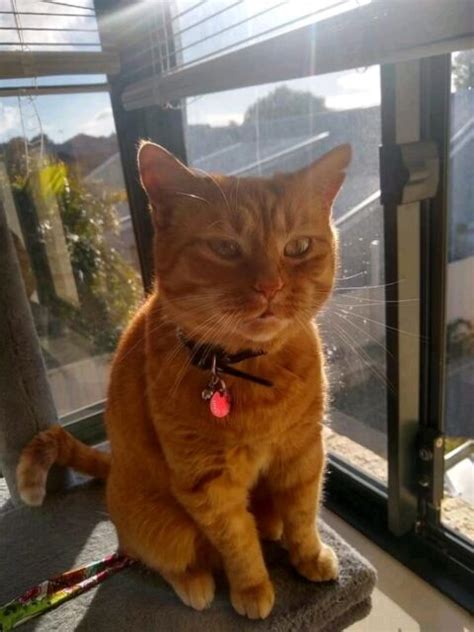 1000 Reward For Lost Ginger Cat In Innaloo Perth Area Lost And Found