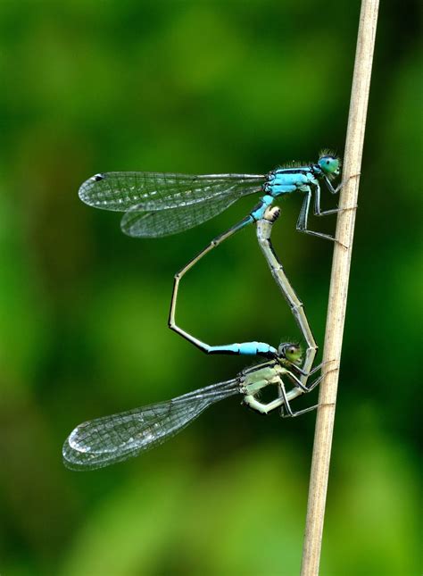 Rosa Rubicondior Creationism In Crisis Damselflies Evolved Their