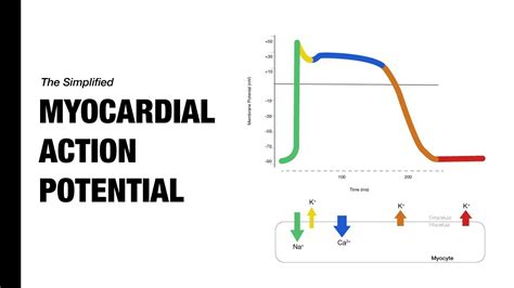 Ventricular Action Potential Medzcool Youtube