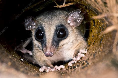 Bishops Slender Opossum Marmosops Bishopi Stock Image C0501500