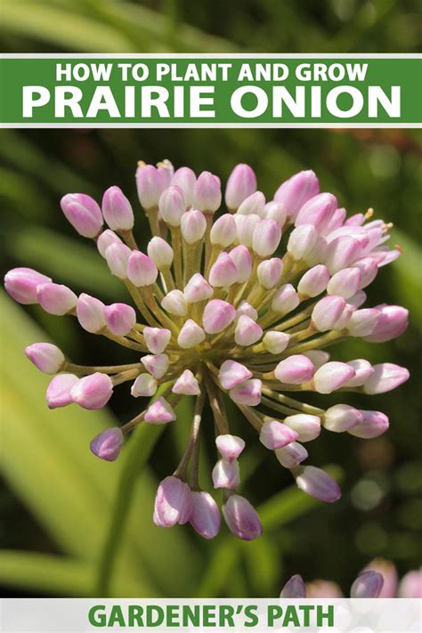 How To Grow Prairie Onion Allium Stellatum Gardeners Path