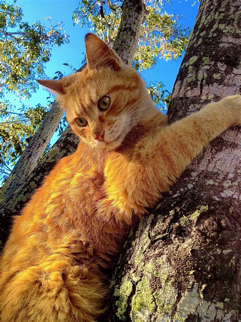 Tree Climbing Kitty Kitty Animals Cats