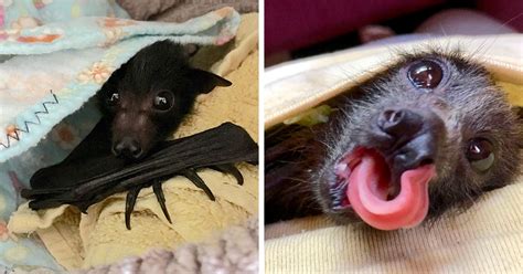 A Bat Rescue Organization Posted These 40 Pics Of Bats Being Cute To