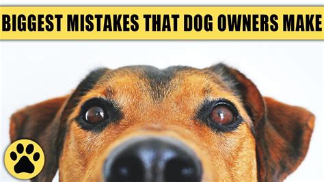 8 Biggest Mistakes Dog Owners Make Unknowingly Youtube