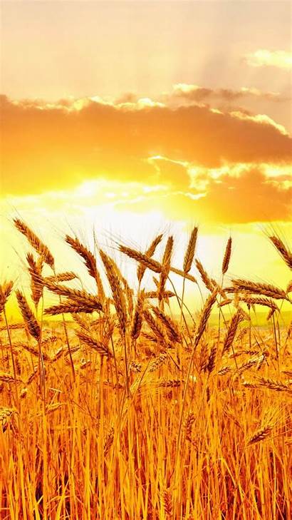 Wheat Sunset Fields Golden Wallpapers 4k Harvest