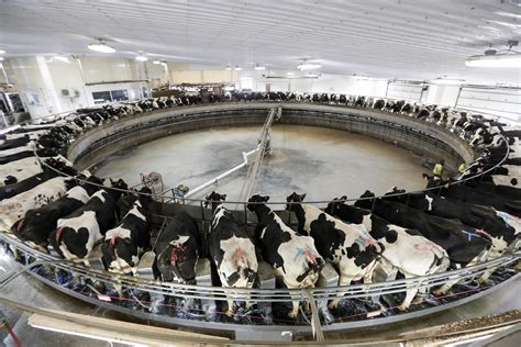 In Fight To Survive Us Dairy Farmers Look For Any Tech Edge