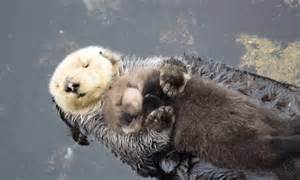 Otter Embraces Her Fluffy One Day Old Pup As They Float Together