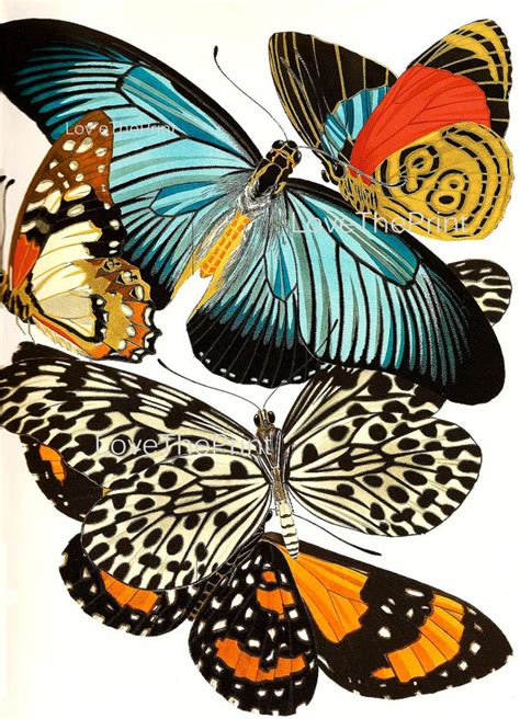 Butterfly Print Botanical Art Print 14 Beautiful Blue Green Orange Red