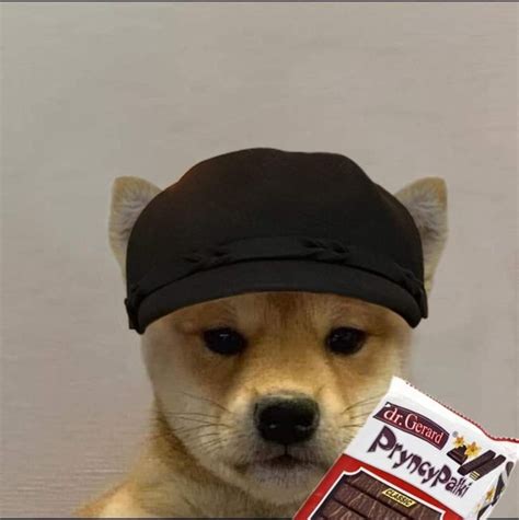 Shiba Inu Matching Pfp Shiba Inu Doge Doggo Stilly Cachorros Hostrister