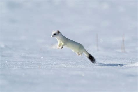 Weasel In Winter Coat Running Through Snow Germany Photograph By