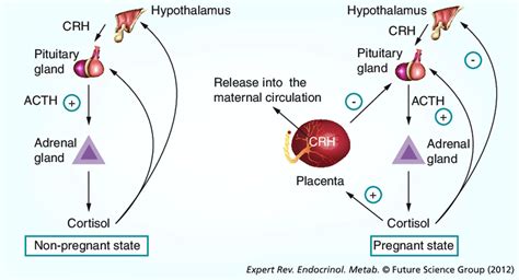 Changes In The Hypothalamic Pituitary Adrenal Axis During Human