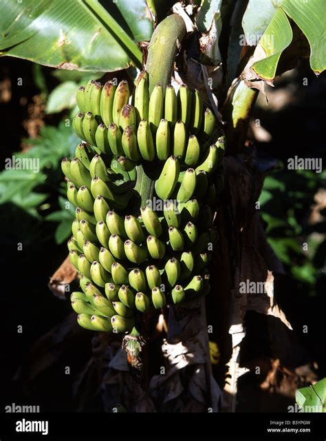 Botany Banana Musa Paradisiaca Sapientum Bananas Perennial