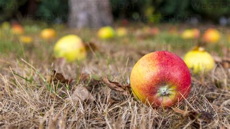 Windfall Apples On Ground Stock Photo
