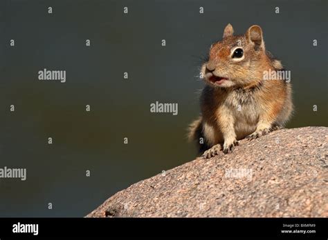 A Golden Mantled Ground Squirrel Calling With Full Cheeks Stock Photo