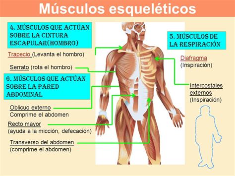 Musculos Y El Esqueleto Images And Photos Finder