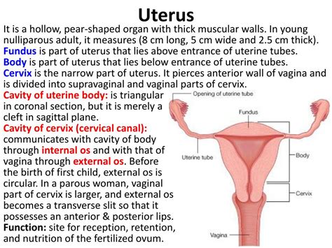 Ppt Female Internal Genital Organs Powerpoint Presentation Free Download Id 6907343