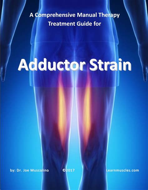 A Comprehensive Treatment Guide For Adductor Strain Learn Muscles