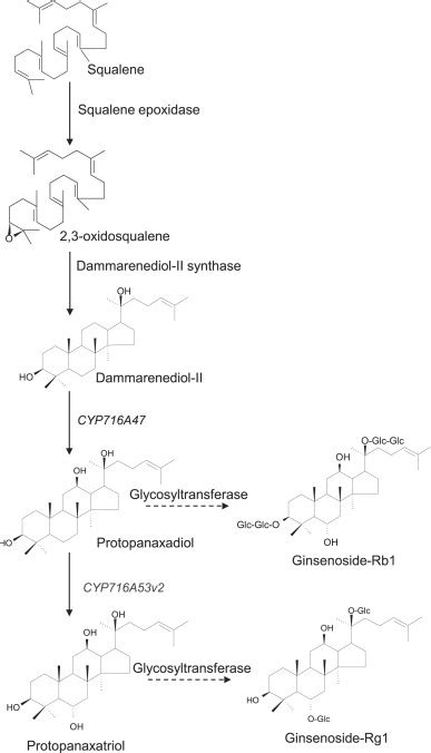 Biosynthetic Pathway For Ginsenosides In Panax Ginseng Squalene Download Scientific Diagram