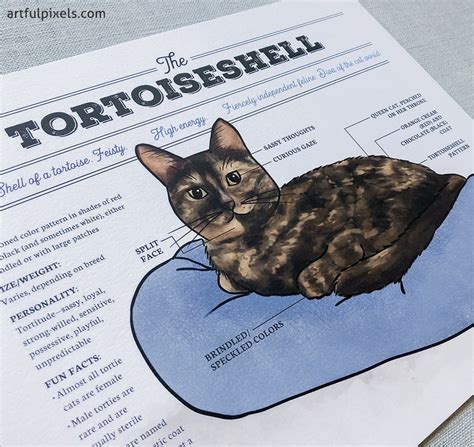 Tortoiseshell Cat Art Tortie Cat Poster Cat Breed Artwork Etsy