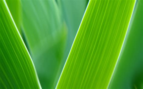 Green Leaves 1920x1200 Wallpapers Hd Wallpapers