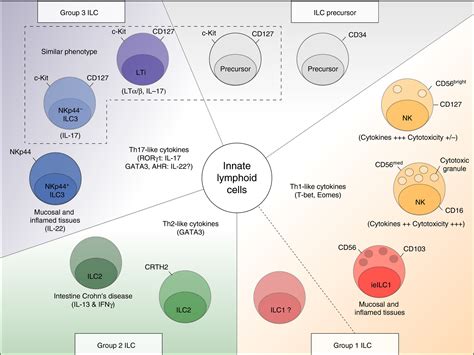 Dissecting Human Ilc Heterogeneity More Than Just Three Subsets