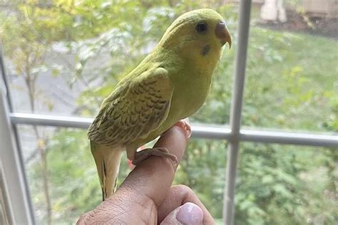 Tame Baby Parakeet