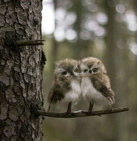 Image Baby Owls Funny Animals Baby Baby Owl Photos Owl Pictures