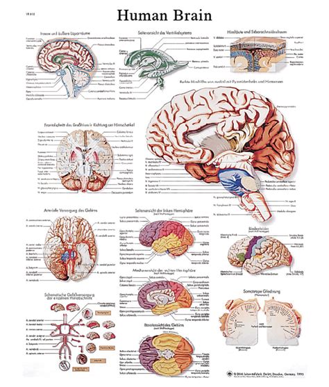 Anatomical Chart Brain Laminated Medsupply Corner