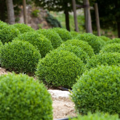 65 Low Maintenance Shrubs For Front Of House Pictures By Doodle