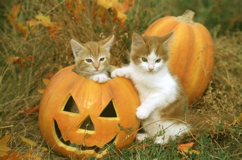 8 Absolutely Delightful Photos Of Kittens And Their Pumpkins