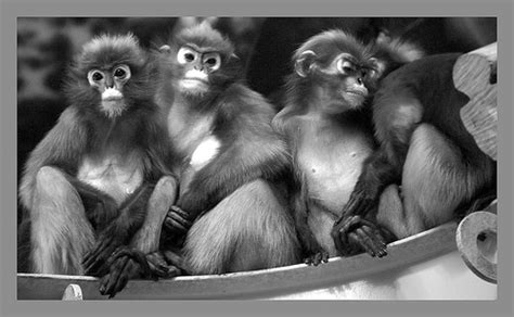 Rp.40.000 per orang buka tutup. 99 PHOTOGRAPHY: Tips Foto Di Kebun Binatang