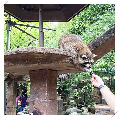 Normally we bring our extended family of lovable animals to events like birthday parties, educational events and fairs. Fun Things To Do @ Lost World Of Tambun, Ipoh - i'm saimatkong