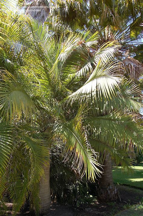Plantfiles Pictures Ravenea Species Majestic Palm Majesty Palm