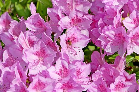Azalea Spring Plant Free Photo On Pixabay Pixabay
