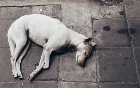 photos de chien mort banque d images et photos libres de droit istock