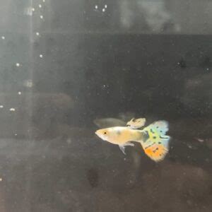 Assorted Guppy Males Splashy Fin Live Fish Bangalore Only Shipping