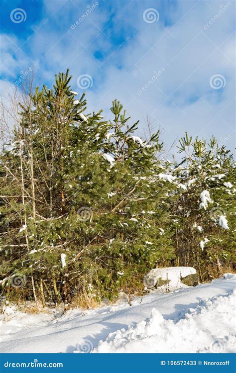On The Edge Of The Forest Grow Young Green Pines A Clear Sunny Winter